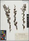 Foto von Salix repens L.